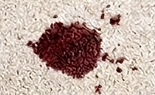 Red wine stain before using L·V·X